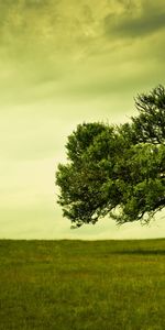 Arbres,Paysage