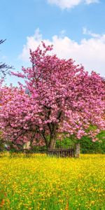 Arbres,Paysage