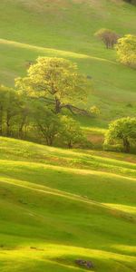 Arbres,Paysage