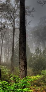 Landscape,Trees