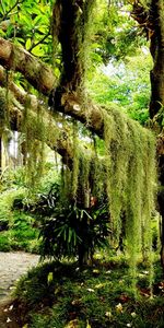 Arbres,Paysage