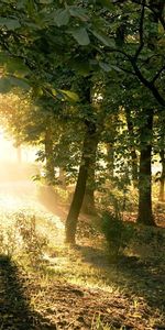 Arbres,Paysage