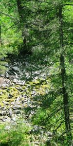 Arbres,Paysage