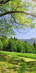 Paysage,Arbres