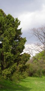 Landscape,Trees