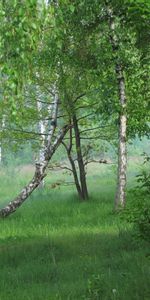 Landscape,Trees