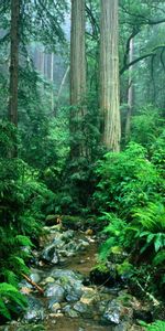 Arbres,Paysage