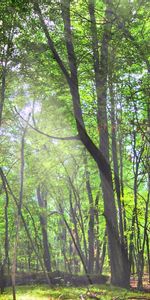 Arbres,Paysage