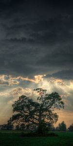 Arbres,Paysage