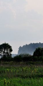 Arbres,Paysage