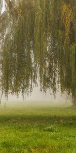 Landscape,Trees