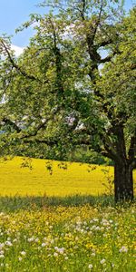 Arbres,Paysage