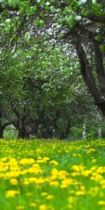 Arbres,Paysage