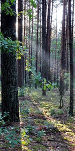 Arbres,Paysage