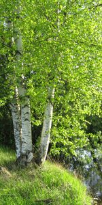 Arbres,Paysage