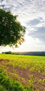 Arbres,Paysage