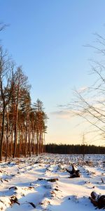 Landscape,Trees