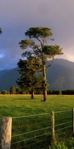 Arbres,Paysage