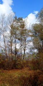 Arbres,Paysage