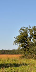 Landscape,Trees