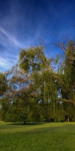 Arbres,Paysage