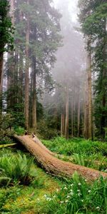 Arbres,Paysage