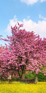 Paysage,Arbres