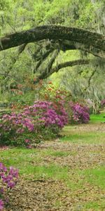 Paysage,Arbres