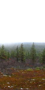 Arbres,Paysage