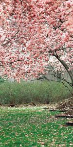 Paysage,Arbres