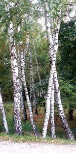 Arbres,Paysage