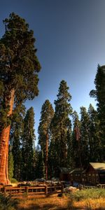 Arbres,Paysage