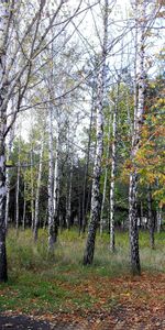 Paysage,Arbres