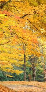 Arbres,Paysage,Automne