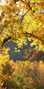 Arbres,Paysage,Automne