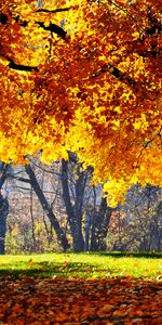 Arbres,Paysage,Automne