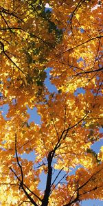 Landscape,Trees,Autumn