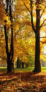 Paisaje,Árboles,Otoño