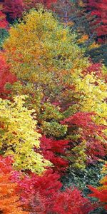 Arbres,Paysage,Automne