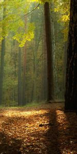 Landscape,Trees,Autumn