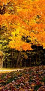 Landscape,Trees,Autumn