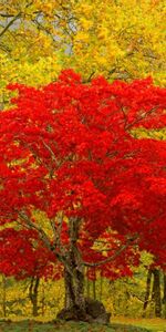 Paisaje,Árboles,Otoño