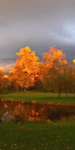 Arbres,Paysage,Automne