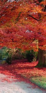 Paisaje,Árboles,Otoño