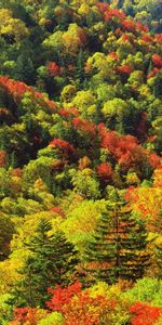 Landscape,Trees,Autumn