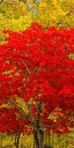 Paisaje,Árboles,Otoño