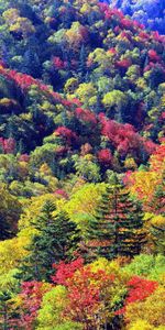 Landscape,Trees,Autumn