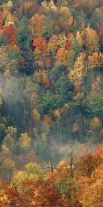 Arbres,Paysage,Automne