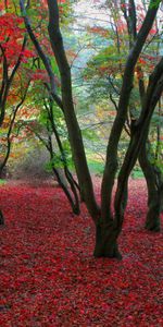 Arbres,Automne,Paysage