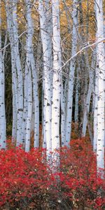 Árboles,Paisaje,Otoño